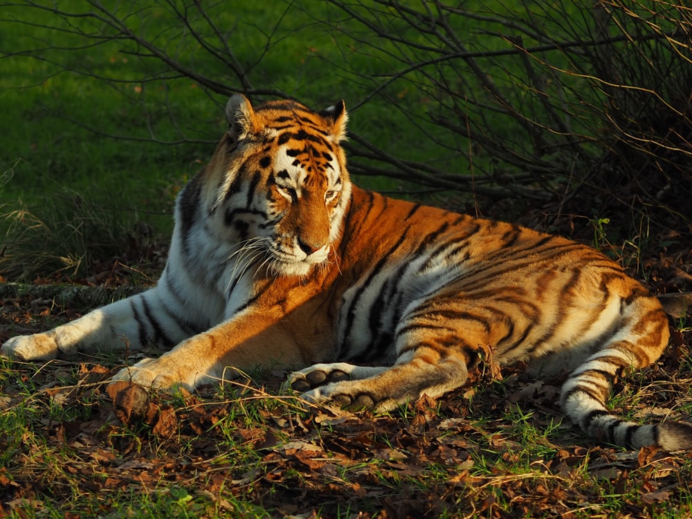 tigre marrone e bianca di menzogne accanto alla pianta nuda