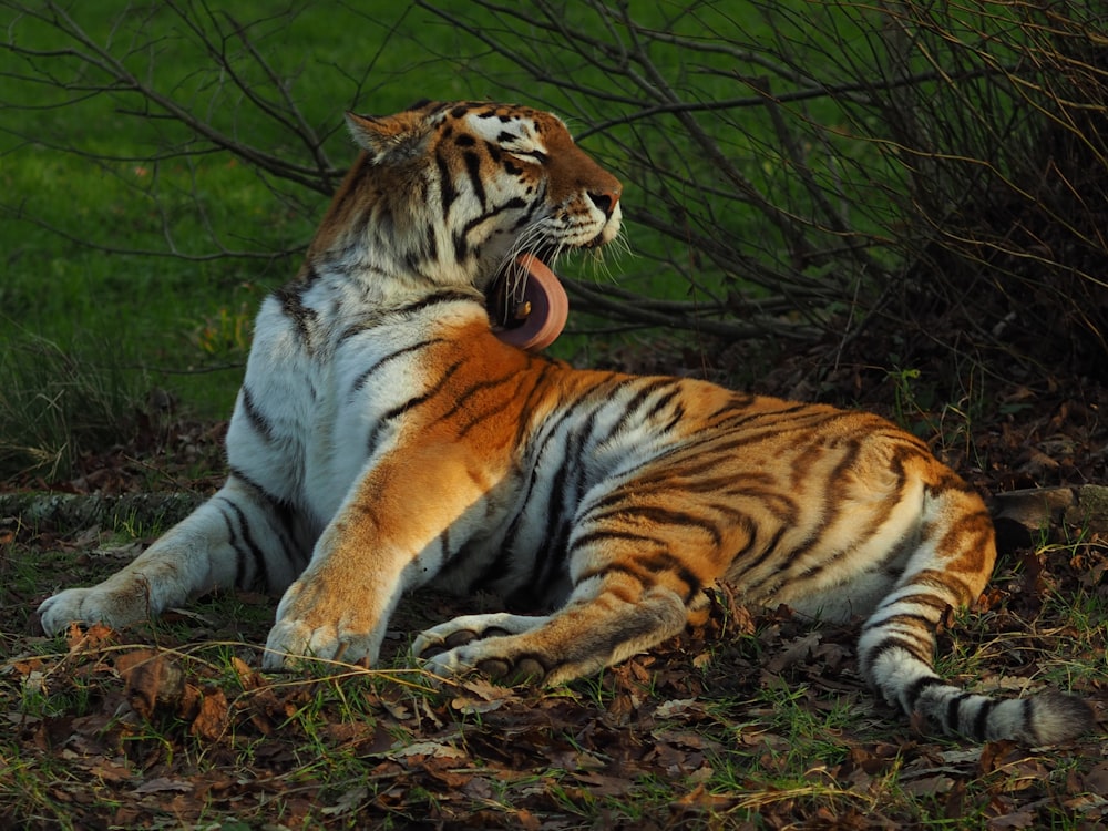 Bengal tiger