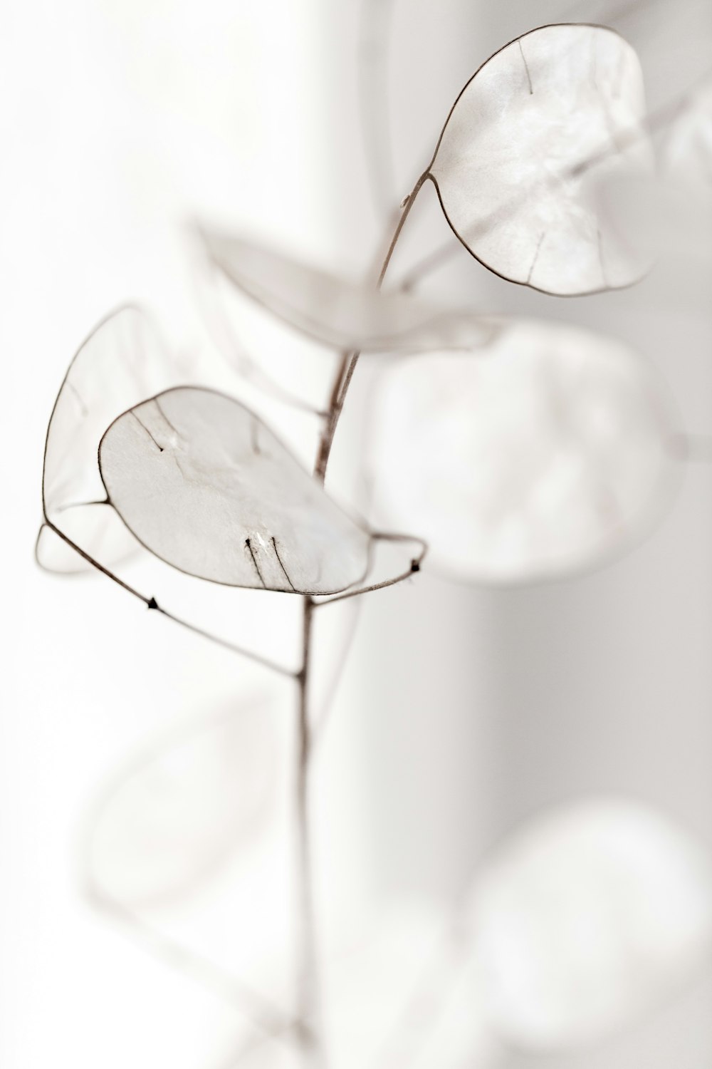 Photographie sélective de fleurs blanches