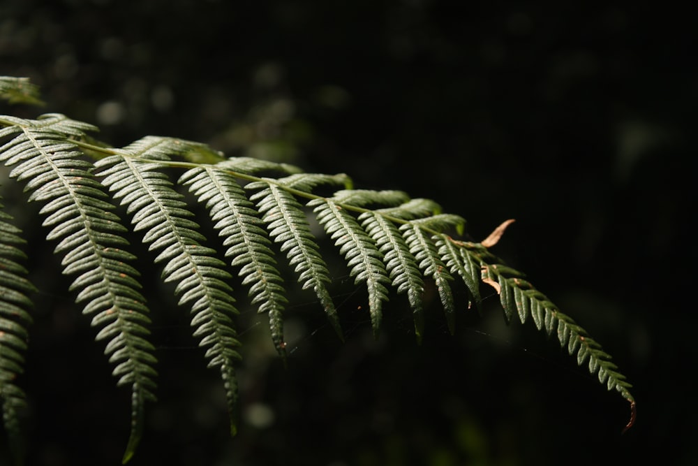 Photographie sélective de la fougère verte