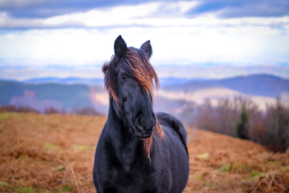 black horse near mountain at daytime