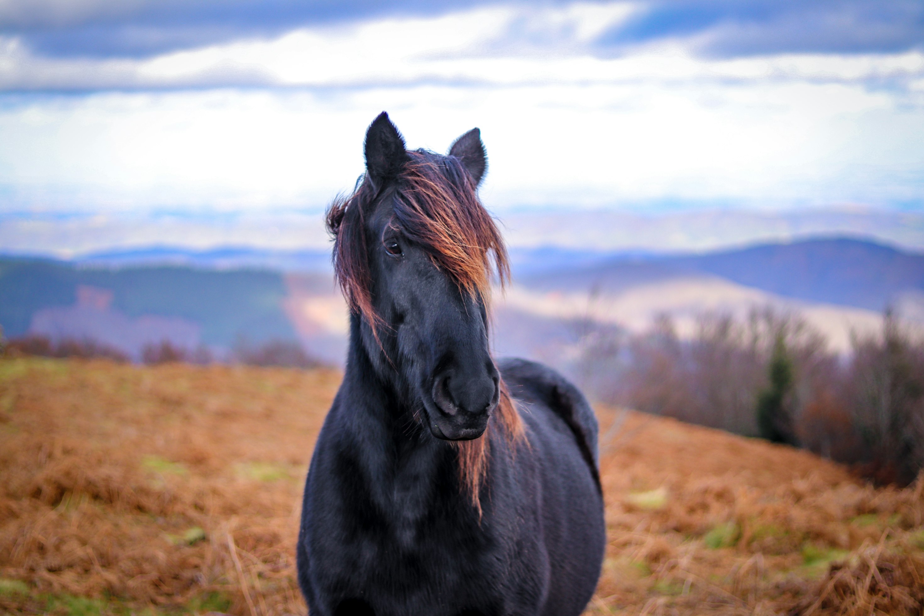 Colorado Experience: Native Horses