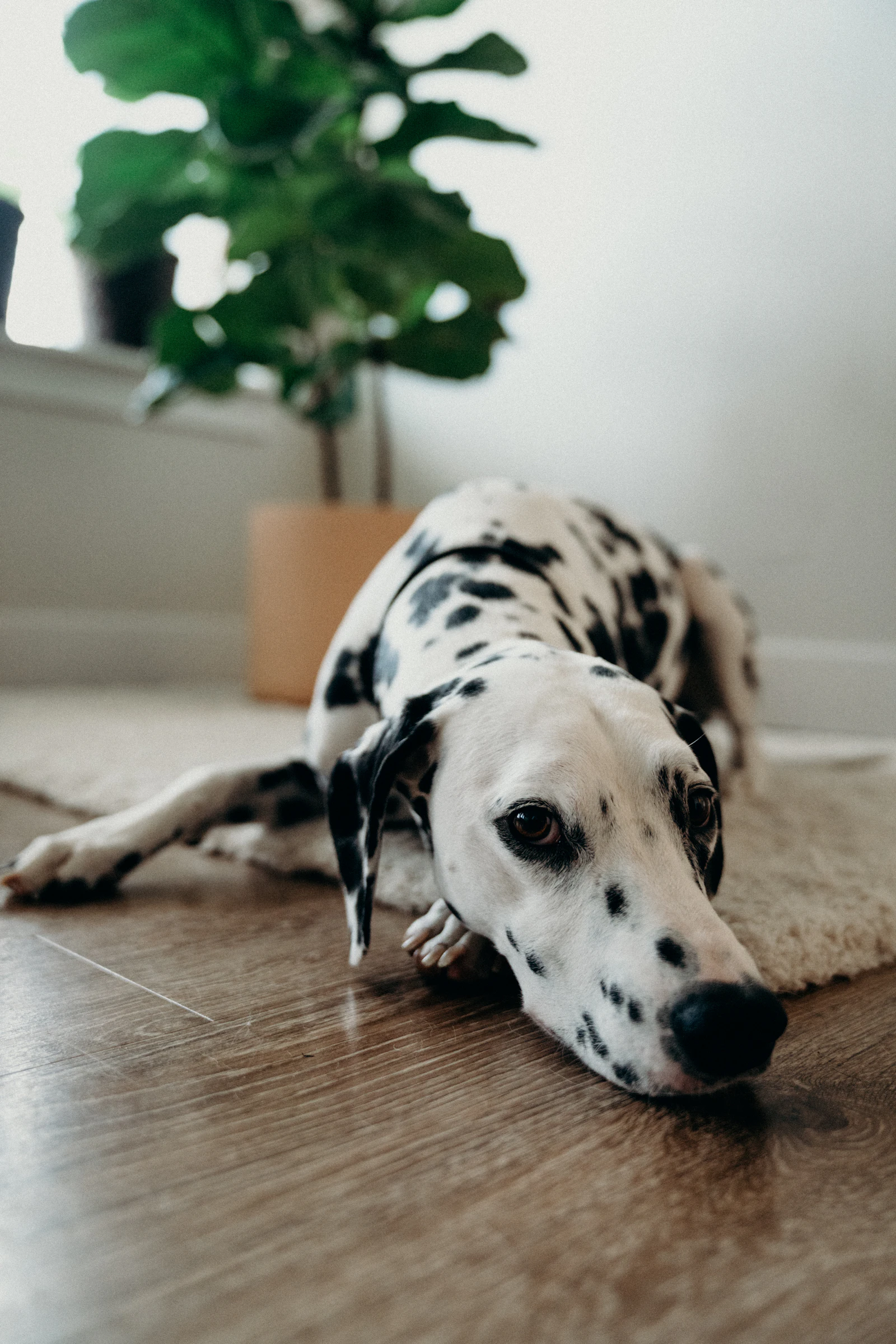 A Dalmatian lying on a light mat on the floor