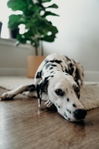 A Dalmatian with its signature black and white spots lies on a wooden floor, looking relaxed. Behind the dog is a large green potted plant, possibly a fiddle leaf fig. The room is well-lit, contributing to a peaceful and comfortable atmosphere.