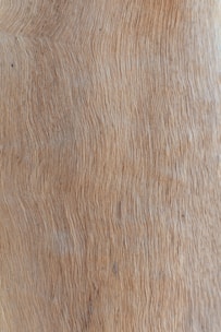 brown and white area rug