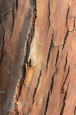 Single hardwood frame