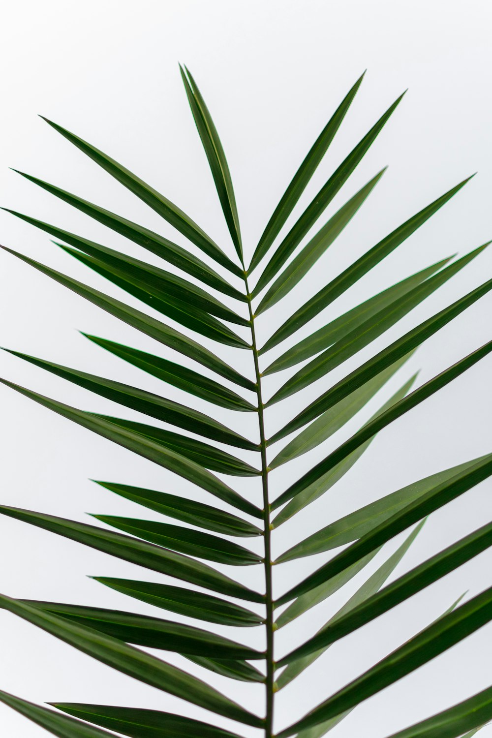 green palm leaf