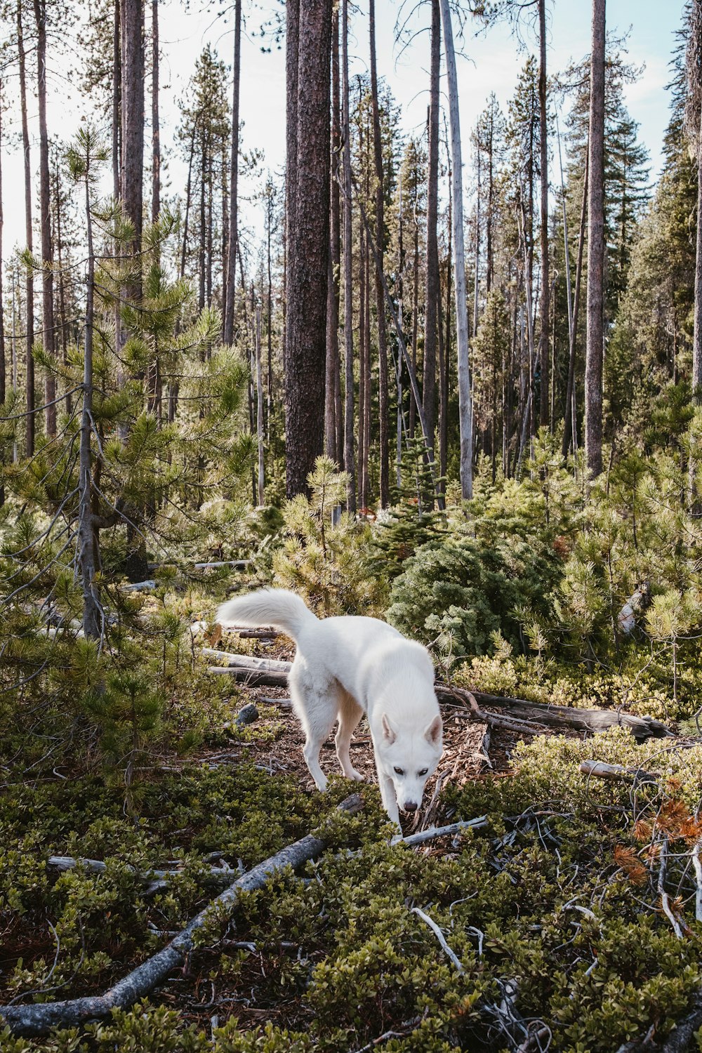 푸른 나무 근처에 서 있는 짧은 털을 입은 흰 개
