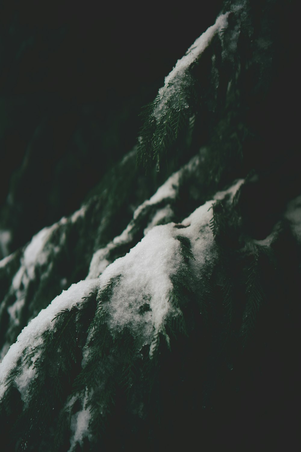 green pine tree with snow