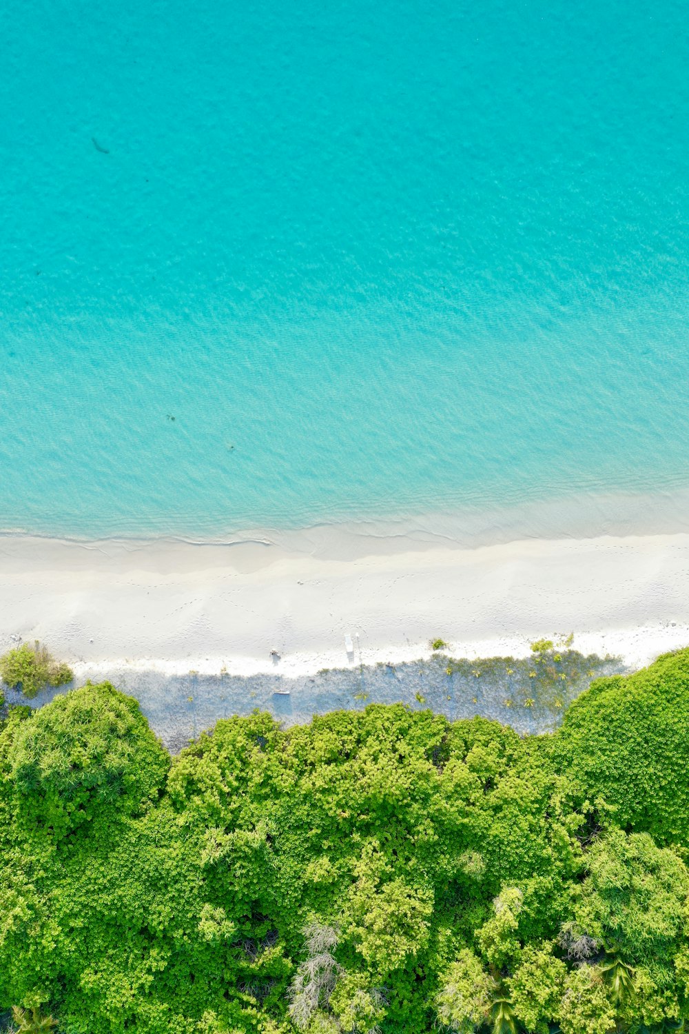 Fotografia aerea di alberi verdi accanto alla riva durante il giorno
