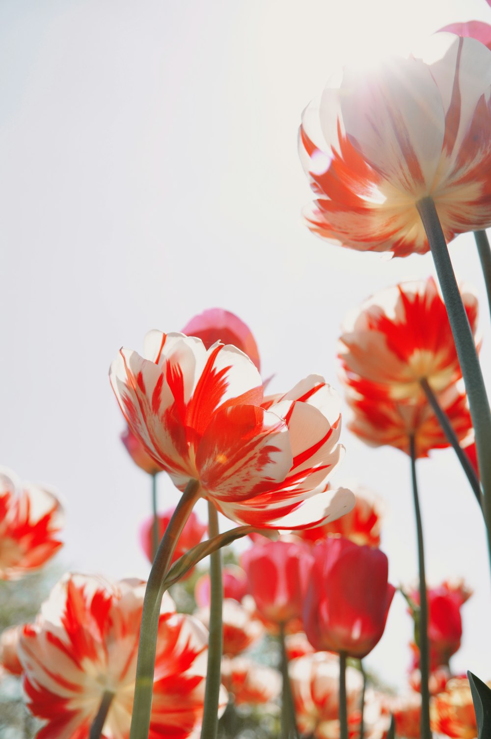 full-bloomed red and white tulip flowers