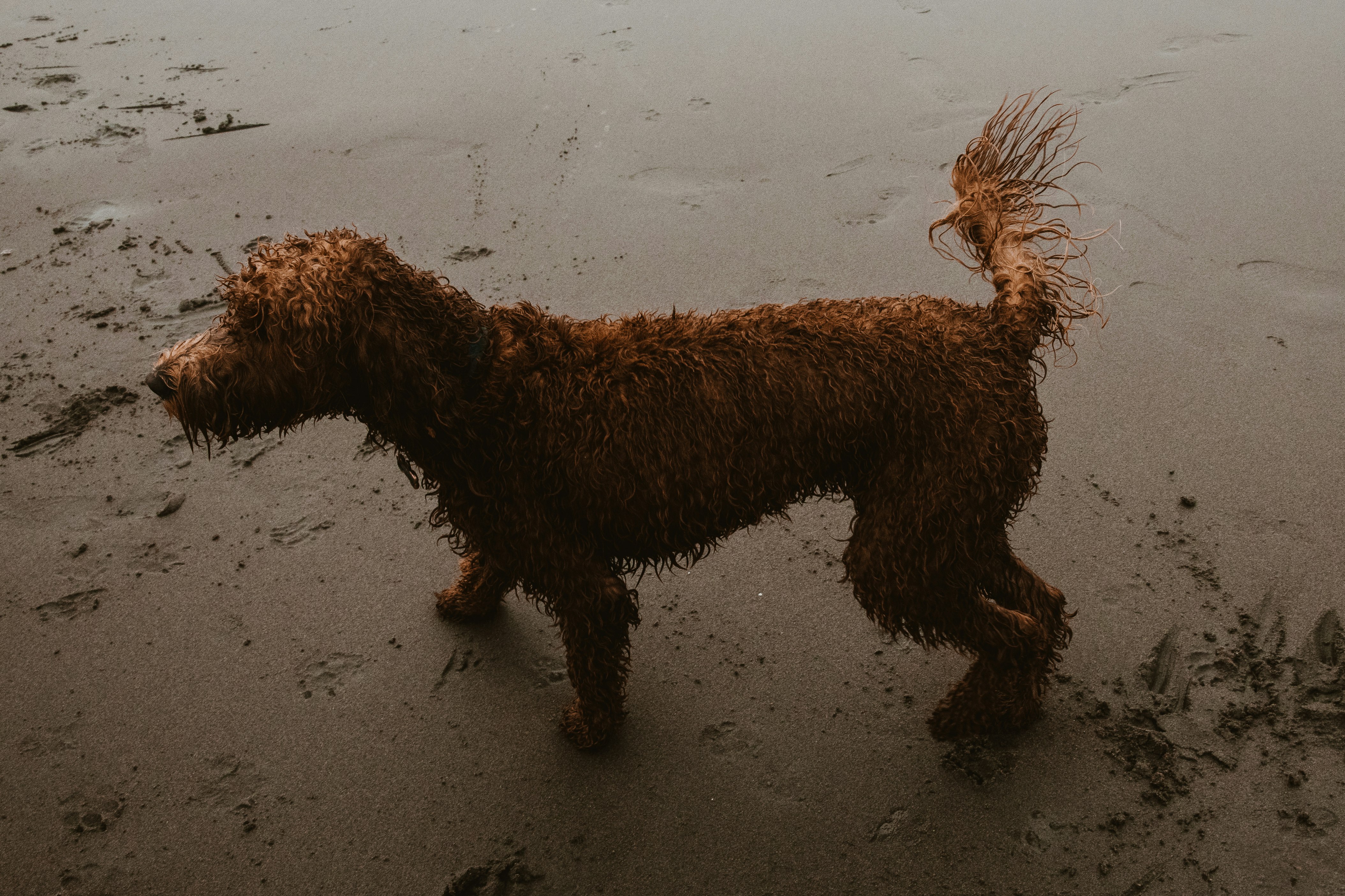 long-coat brown dog on grey surface