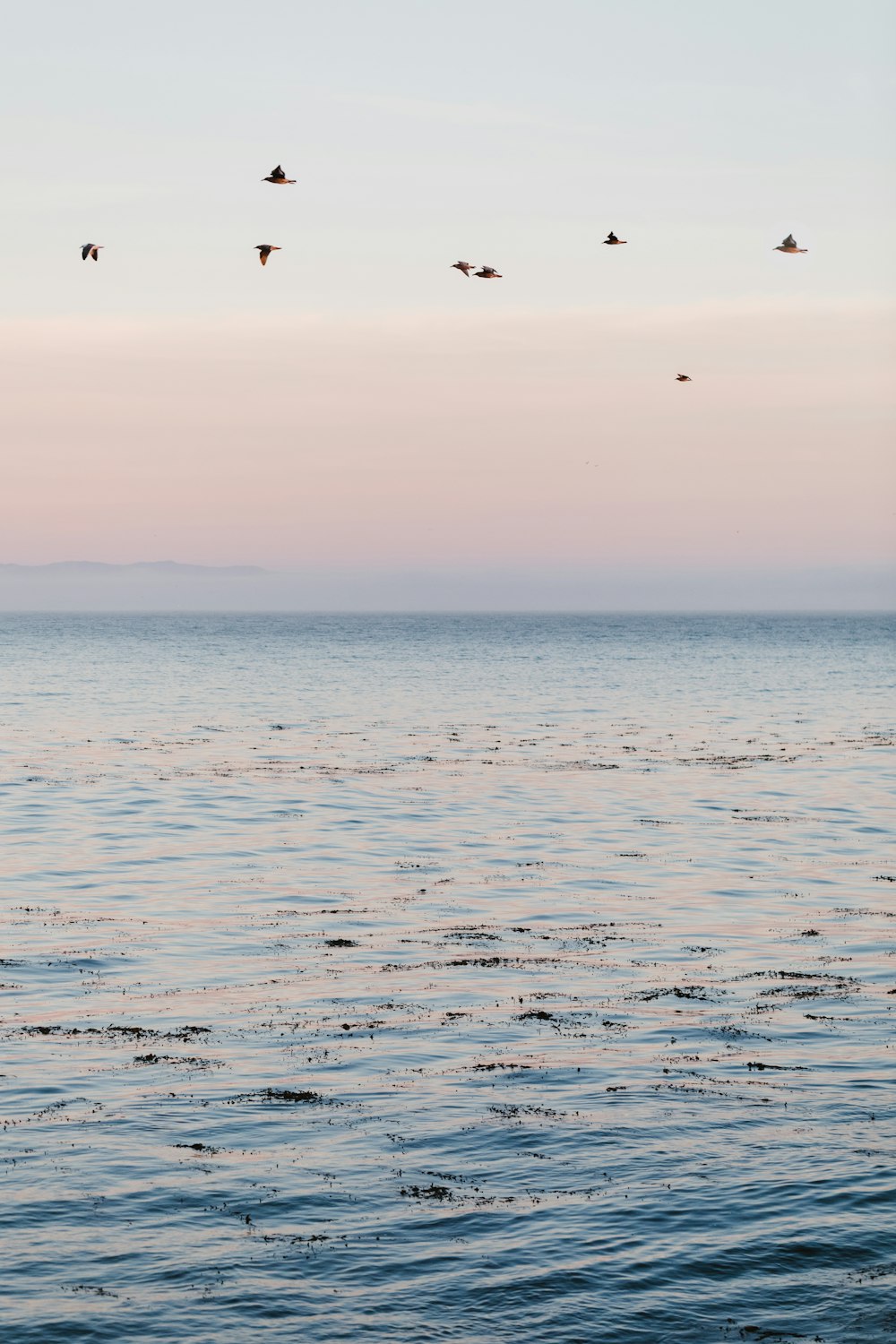 birds flying over calm sea water during golden hour