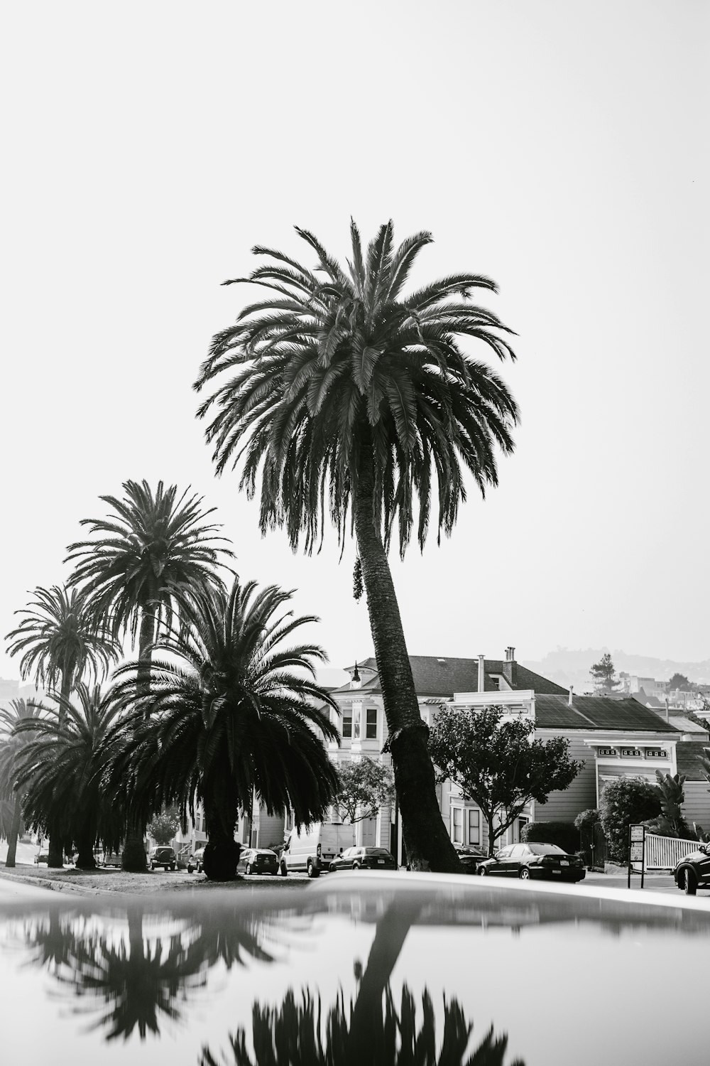 Palmier près d’un plan d’eau