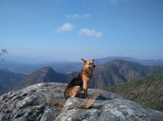 A German Shepherd sits on a rocky outcrop overlooking a vast, scenic mountain landscape under a clear blue sky. Sparse vegetation is visible around the rocks, and the background shows layers of distant mountain ranges.