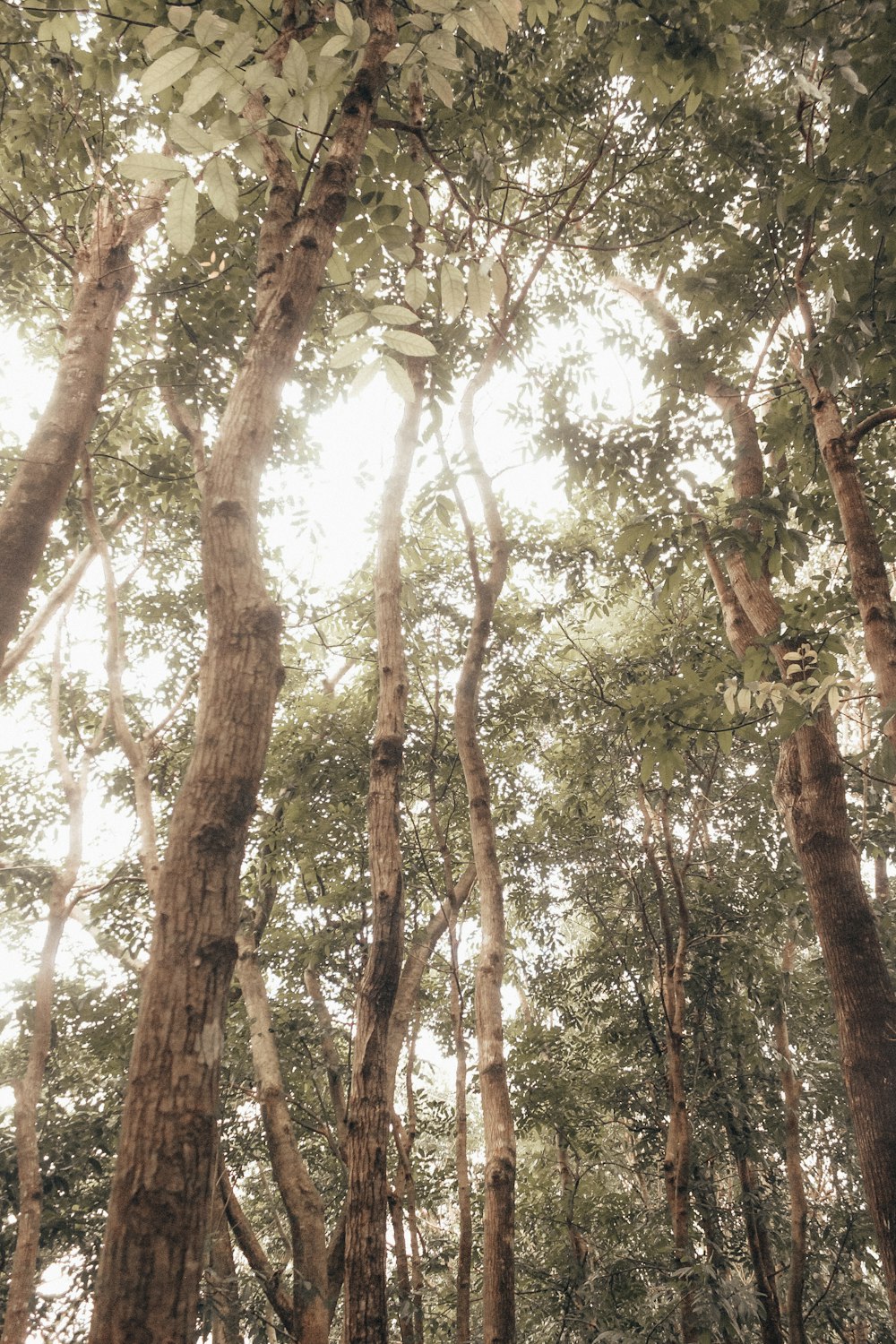 Photographie en contre-plongée de grands arbres à feuilles vertes