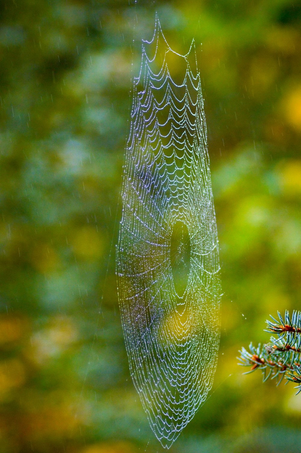 close-up photography of spider web