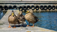 Three ducks are standing on a wooden dock by a body of water, with a row of black tires attached to the side of the dock in the background.
