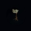 green-leafed plant