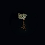 green-leafed plant