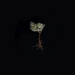 green-leafed plant