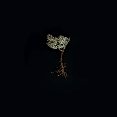 green-leafed plant