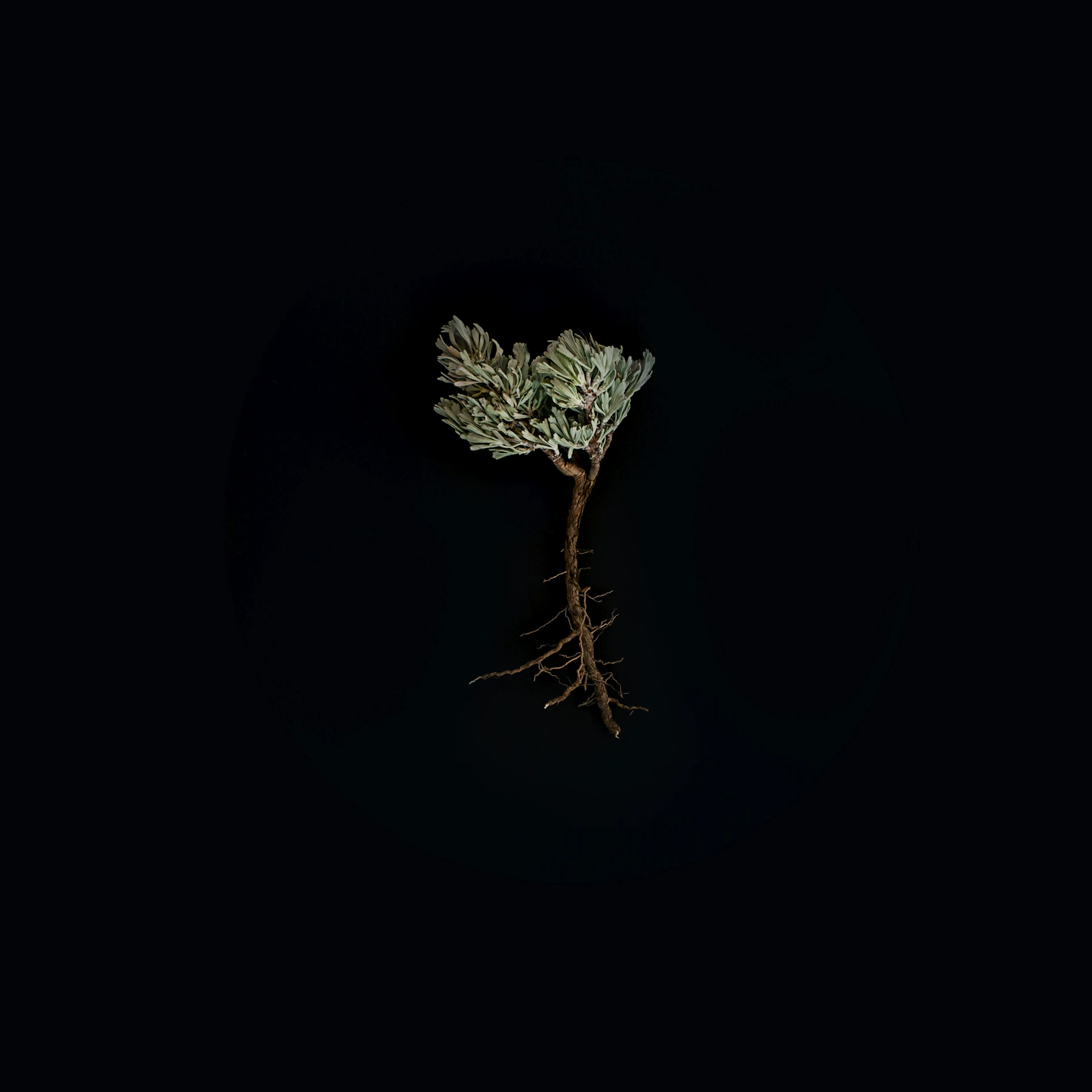 green-leafed plant