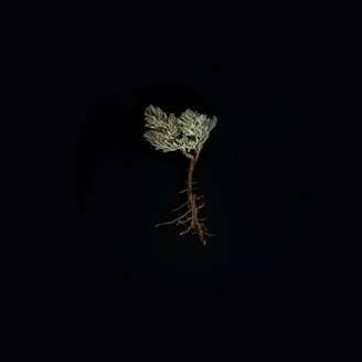 green-leafed plant