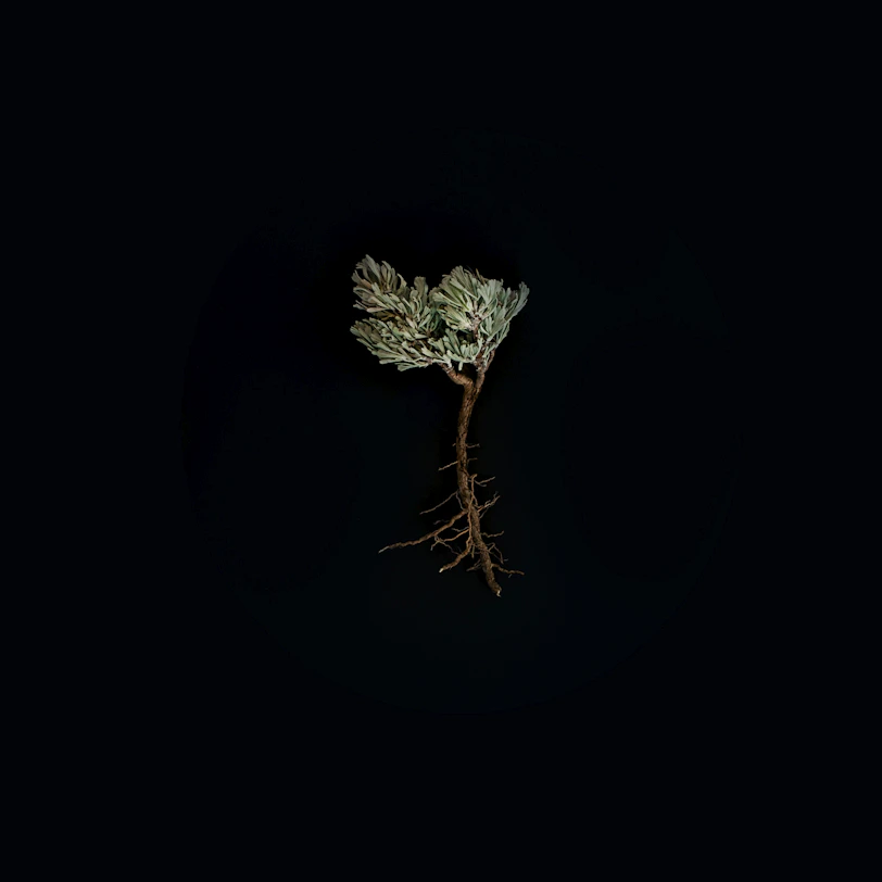 green-leafed plant