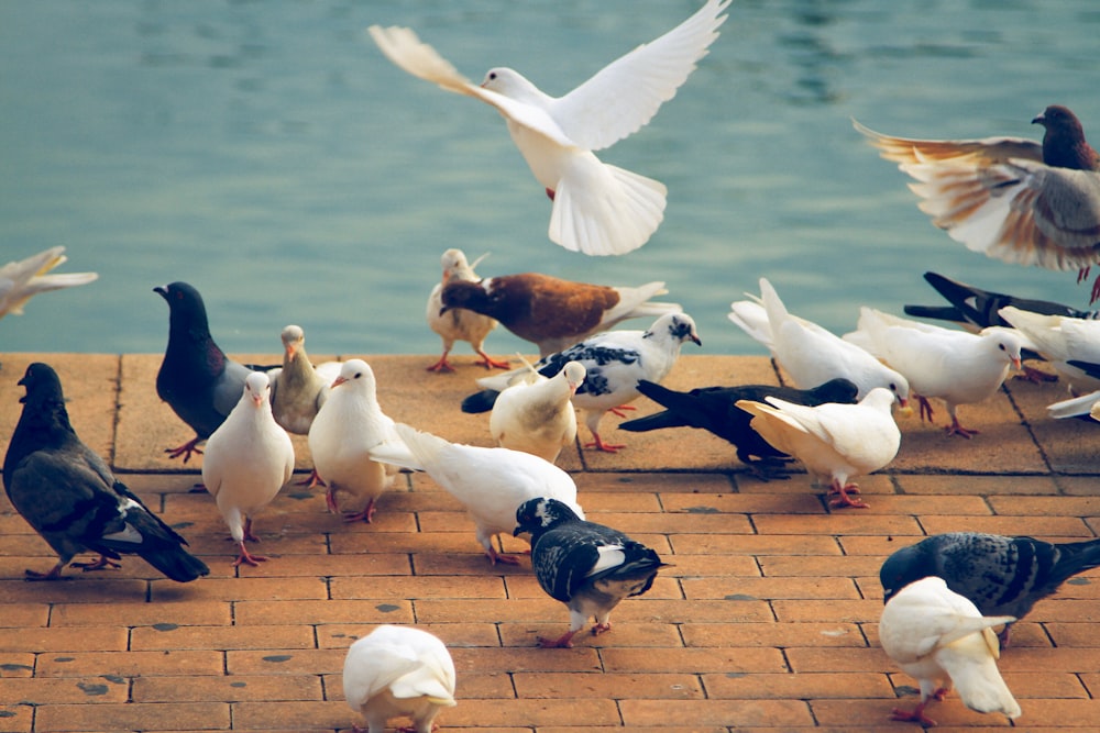 doves on brown pavement beside body of water