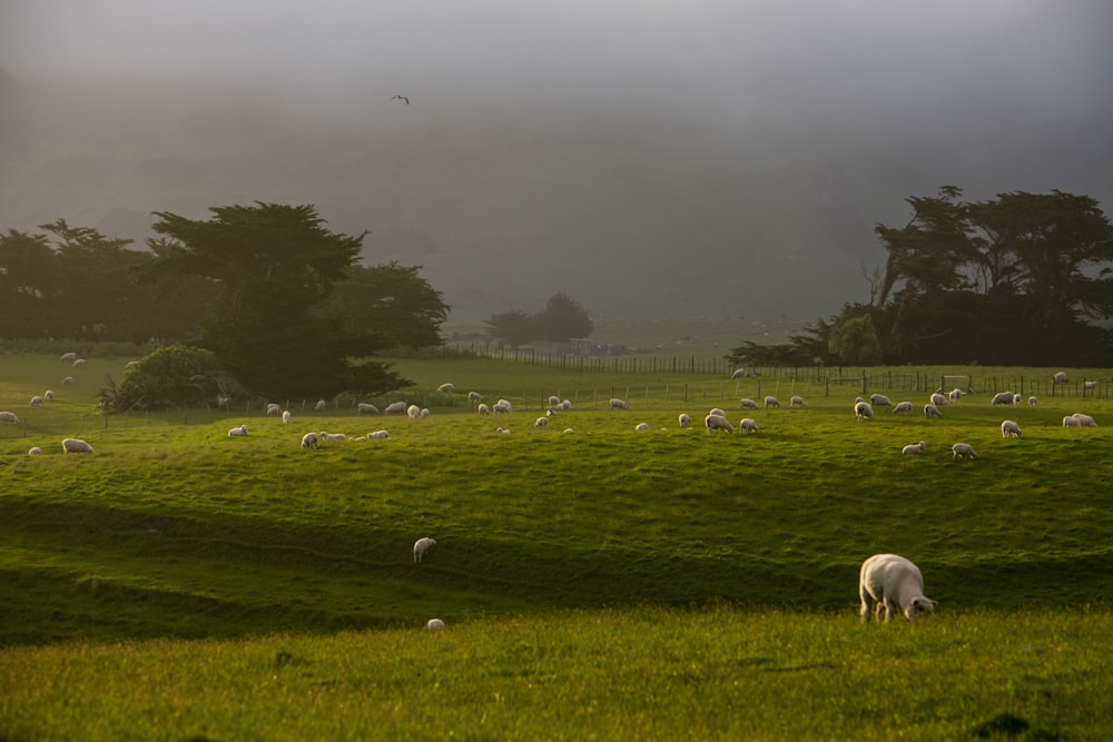 Animale bianco sul campo di gas verde