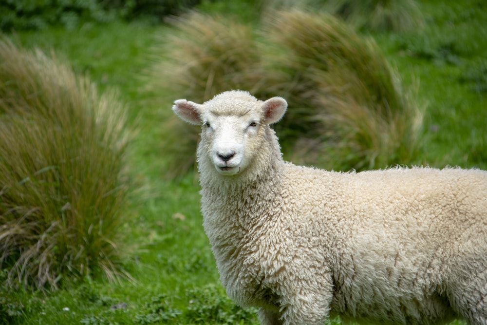 gray sheep near green bushes