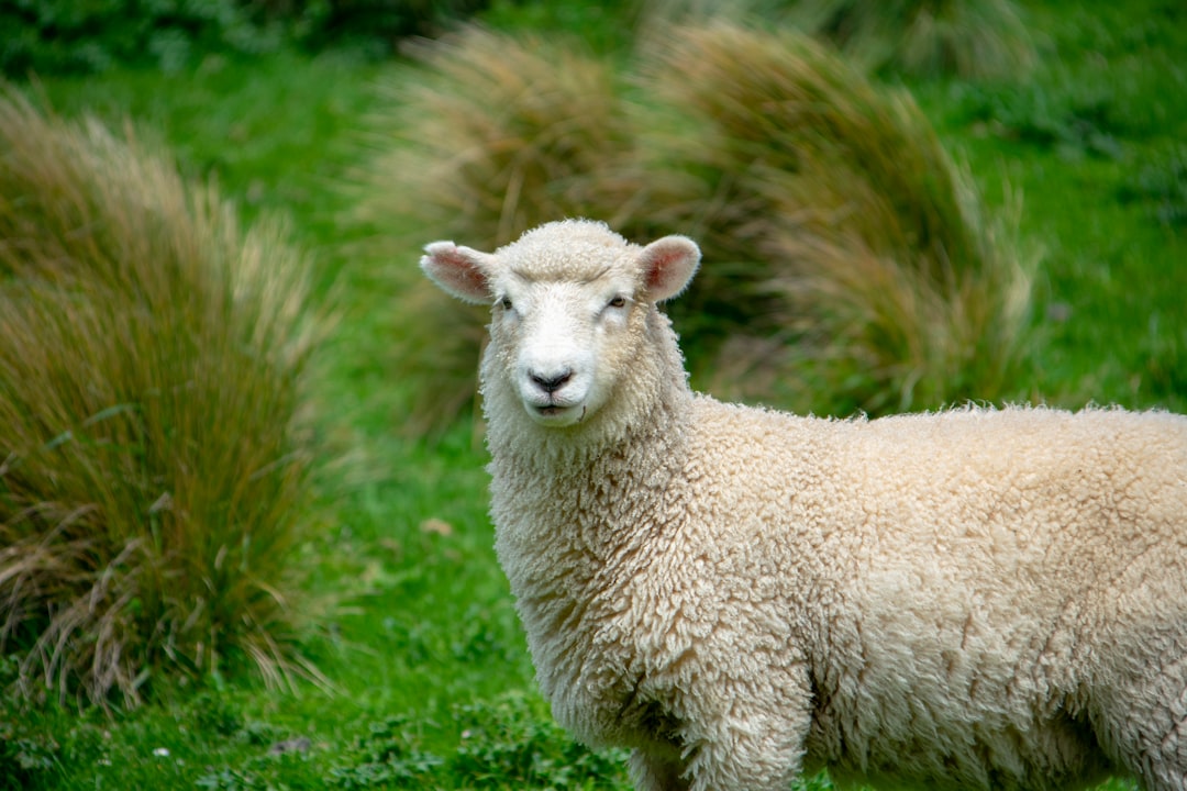 Photo de pied-de-mouton par Raul Popadineți