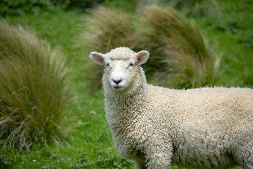 緑の茂みの近くの灰色の羊
