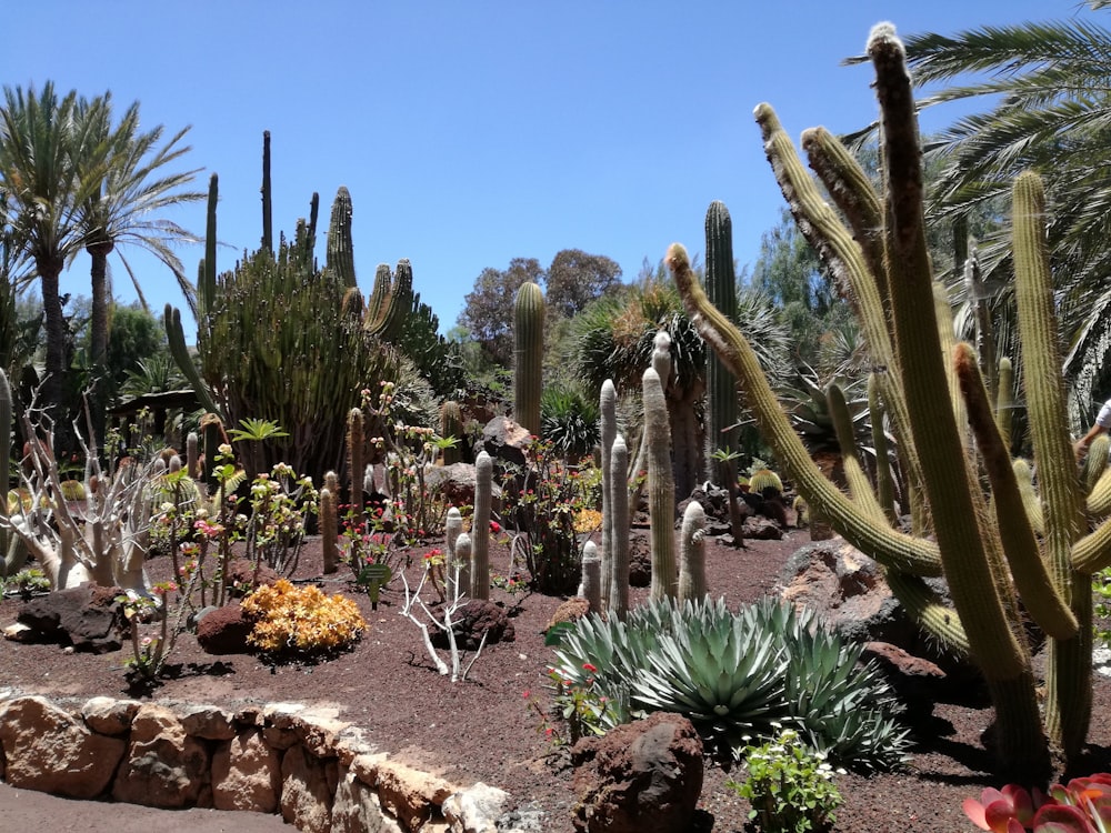 cactus near green trees