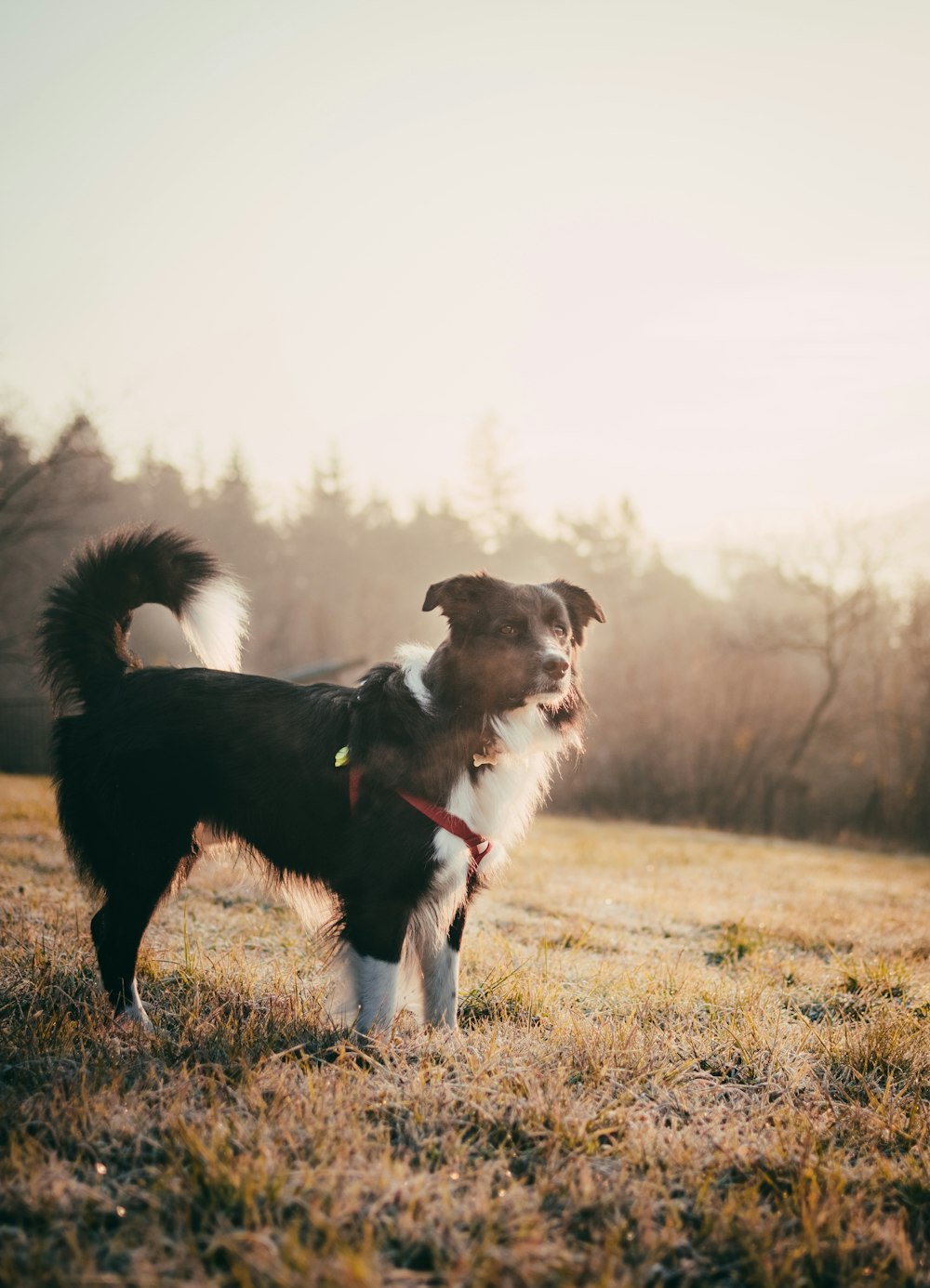 adult black and white Border collie standing on grass during daytime