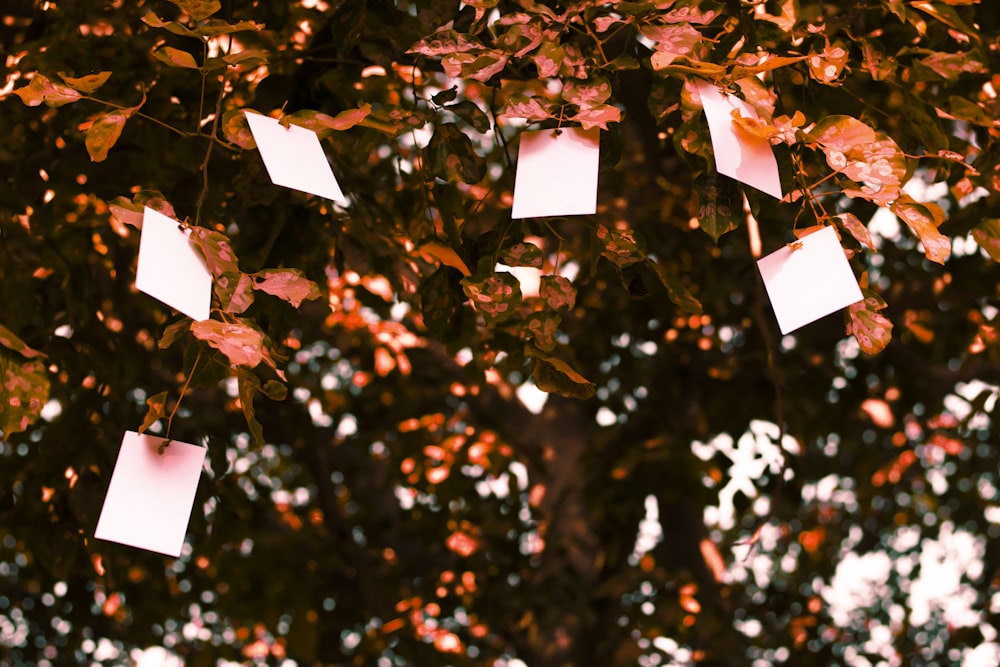 selective focus photography of white cars hung on tree