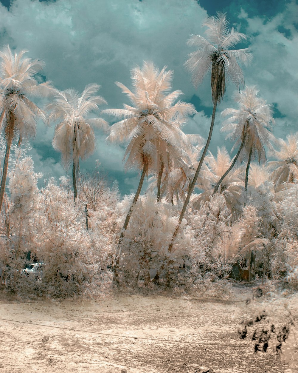 tropical trees under cloudy sky