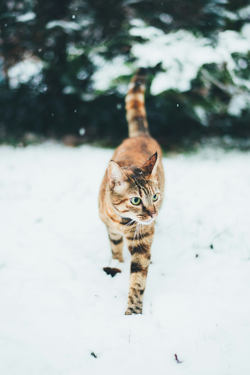 雪の上を歩く短い毛皮の黄色い猫