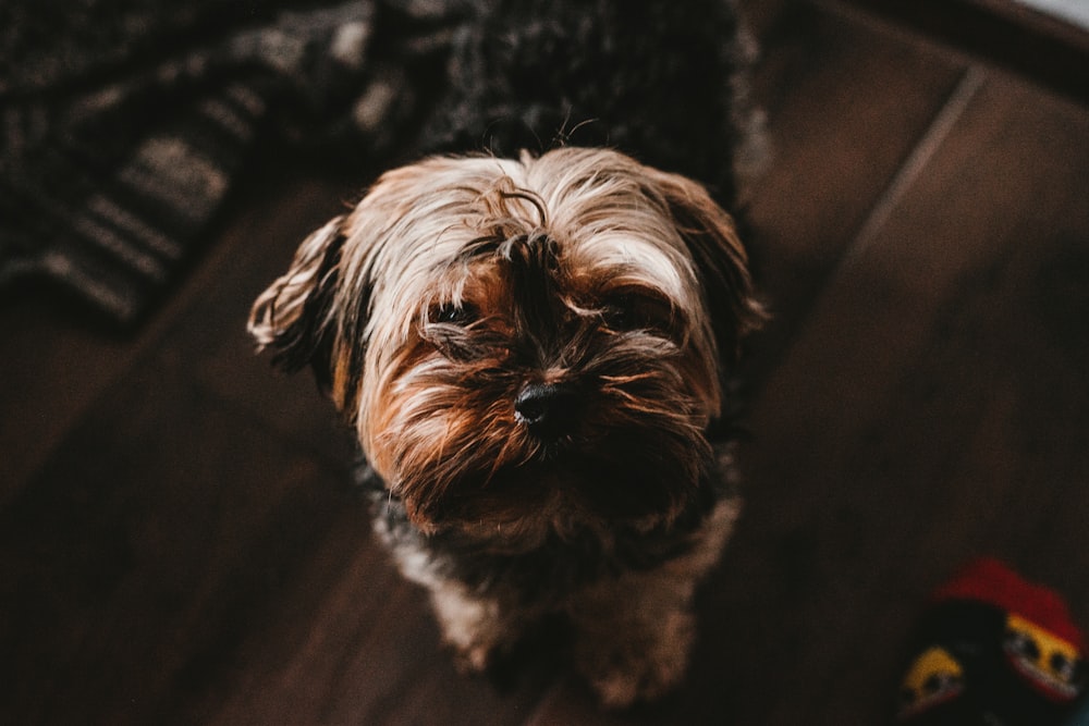 tan shih tzu