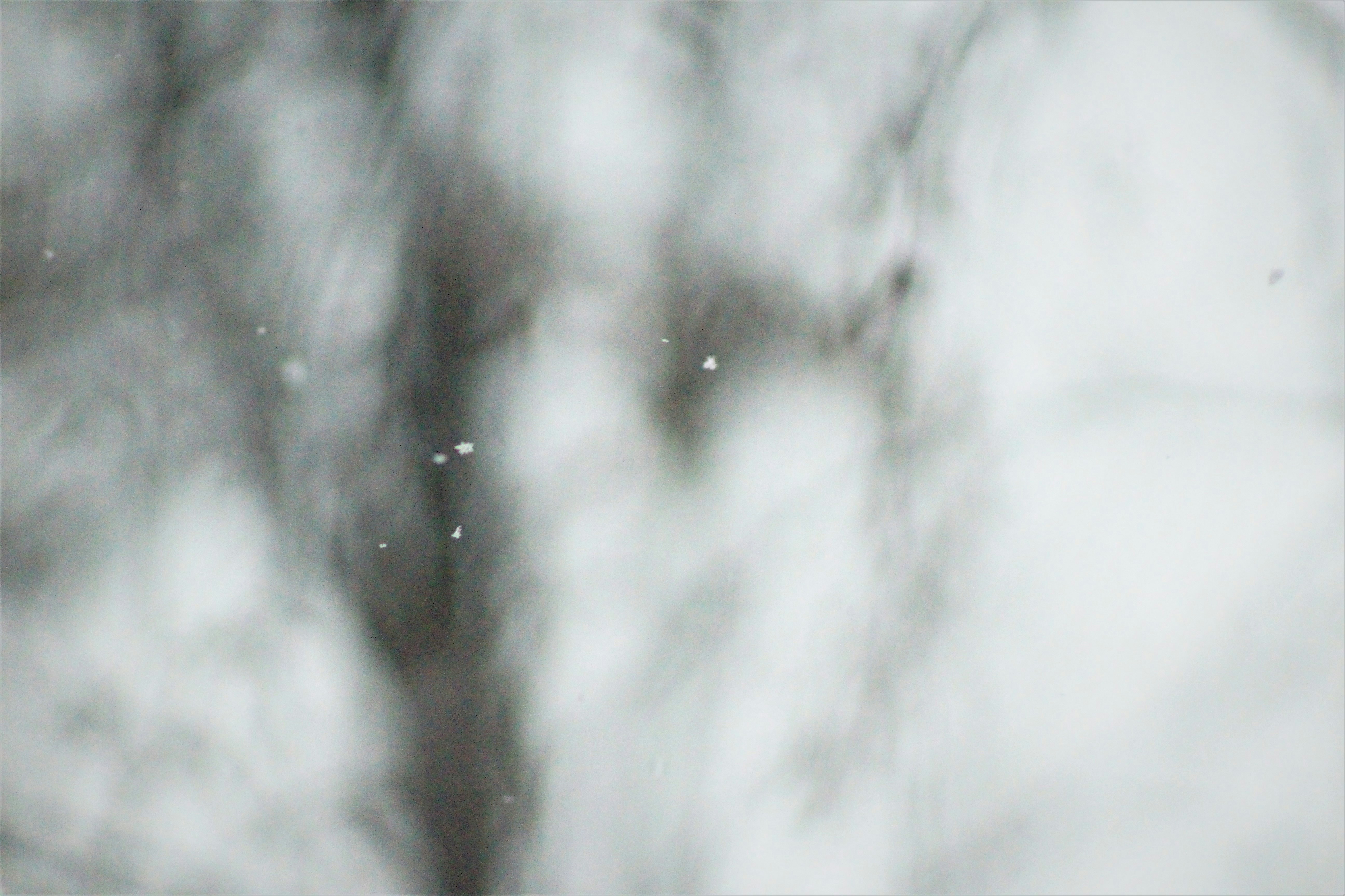 Photo by marjorylucabaxter