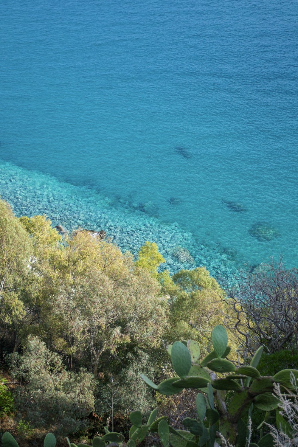 blue body of water with trees beside