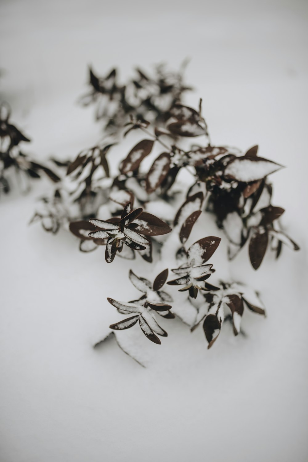 brown leaves on snow surface