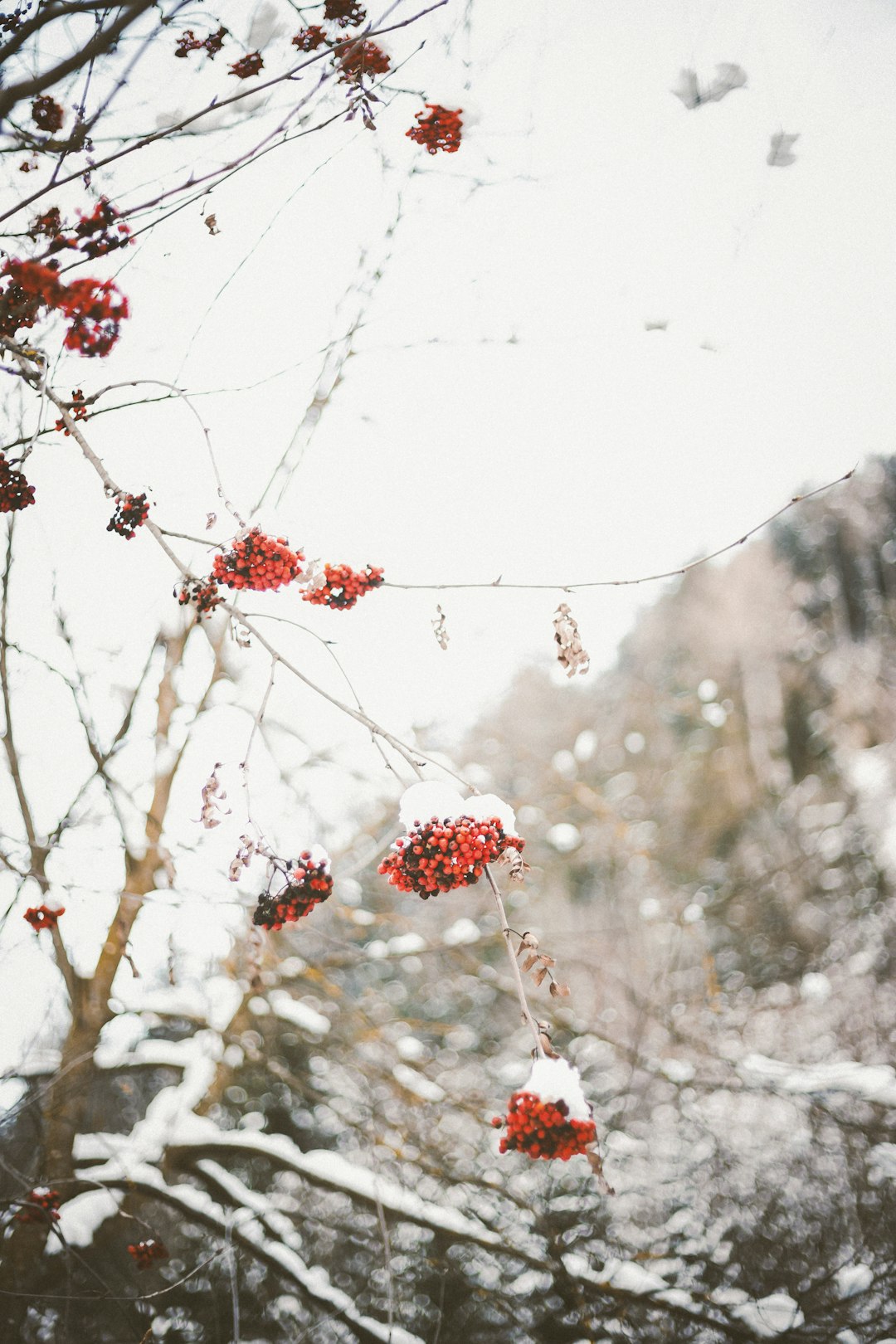 round red fruit