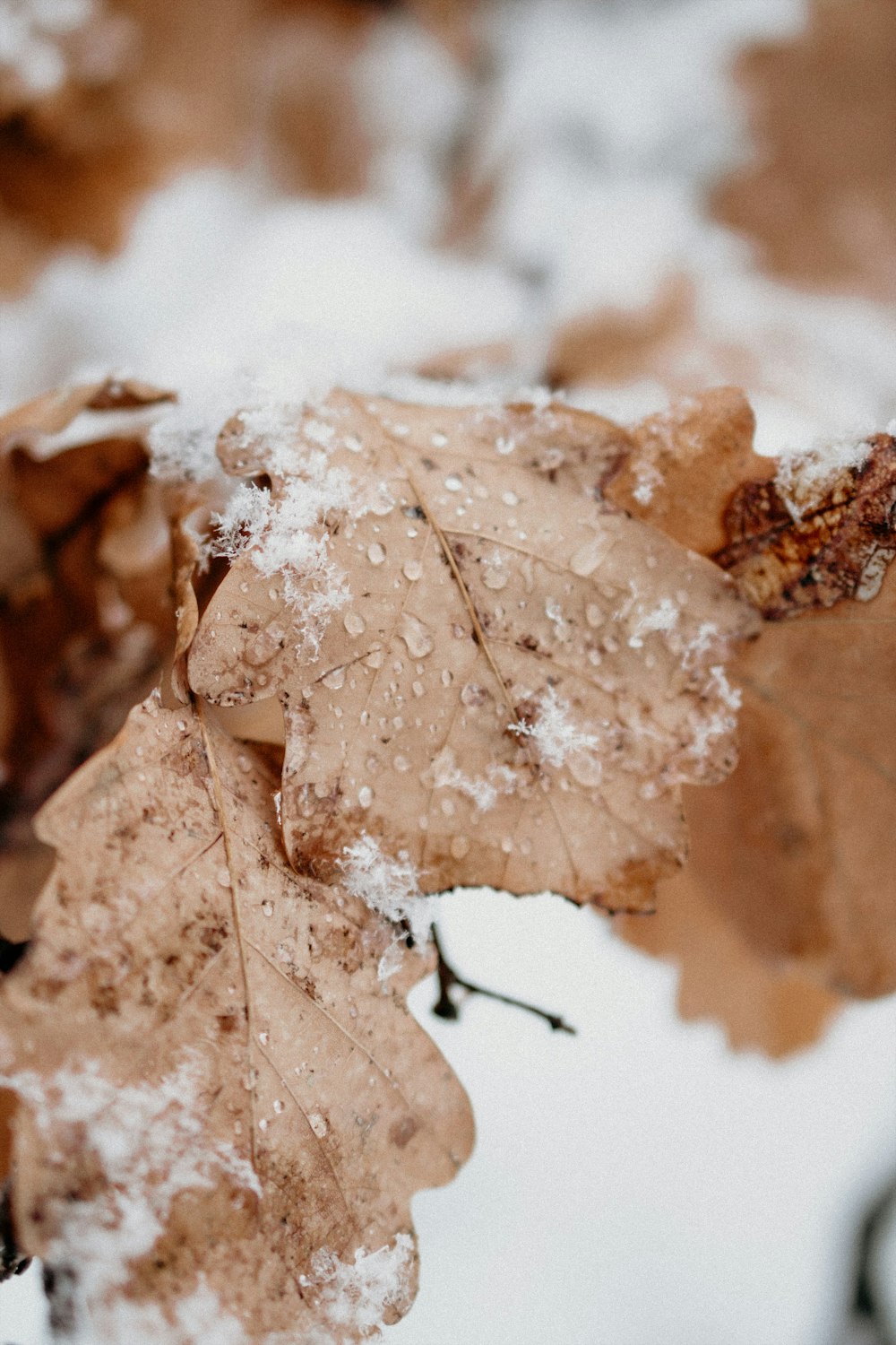 selective focus photography of snow-covered withered leaves