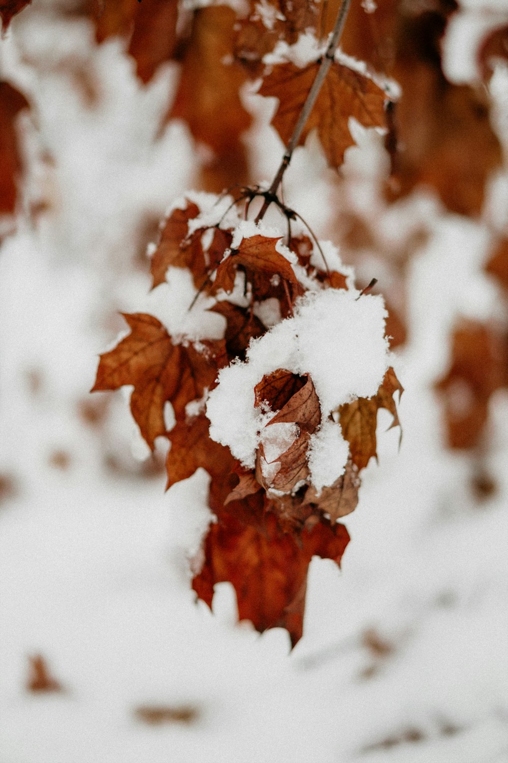 brown leaves covered with snow in selective-focus photography