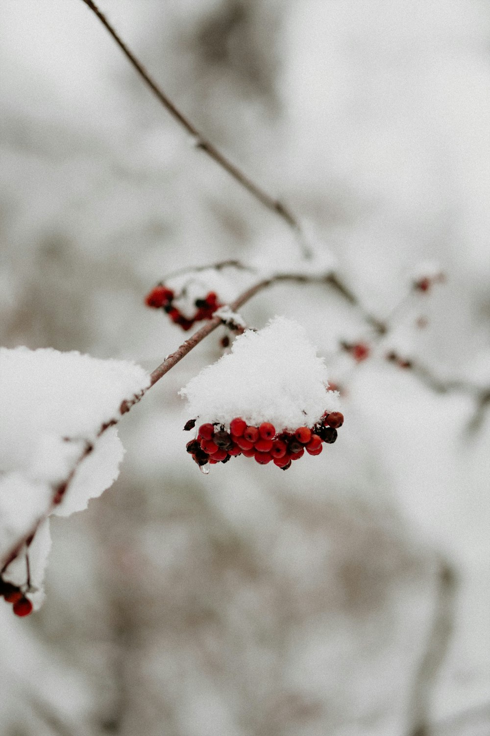 red fruits covered with snow in close-up photography