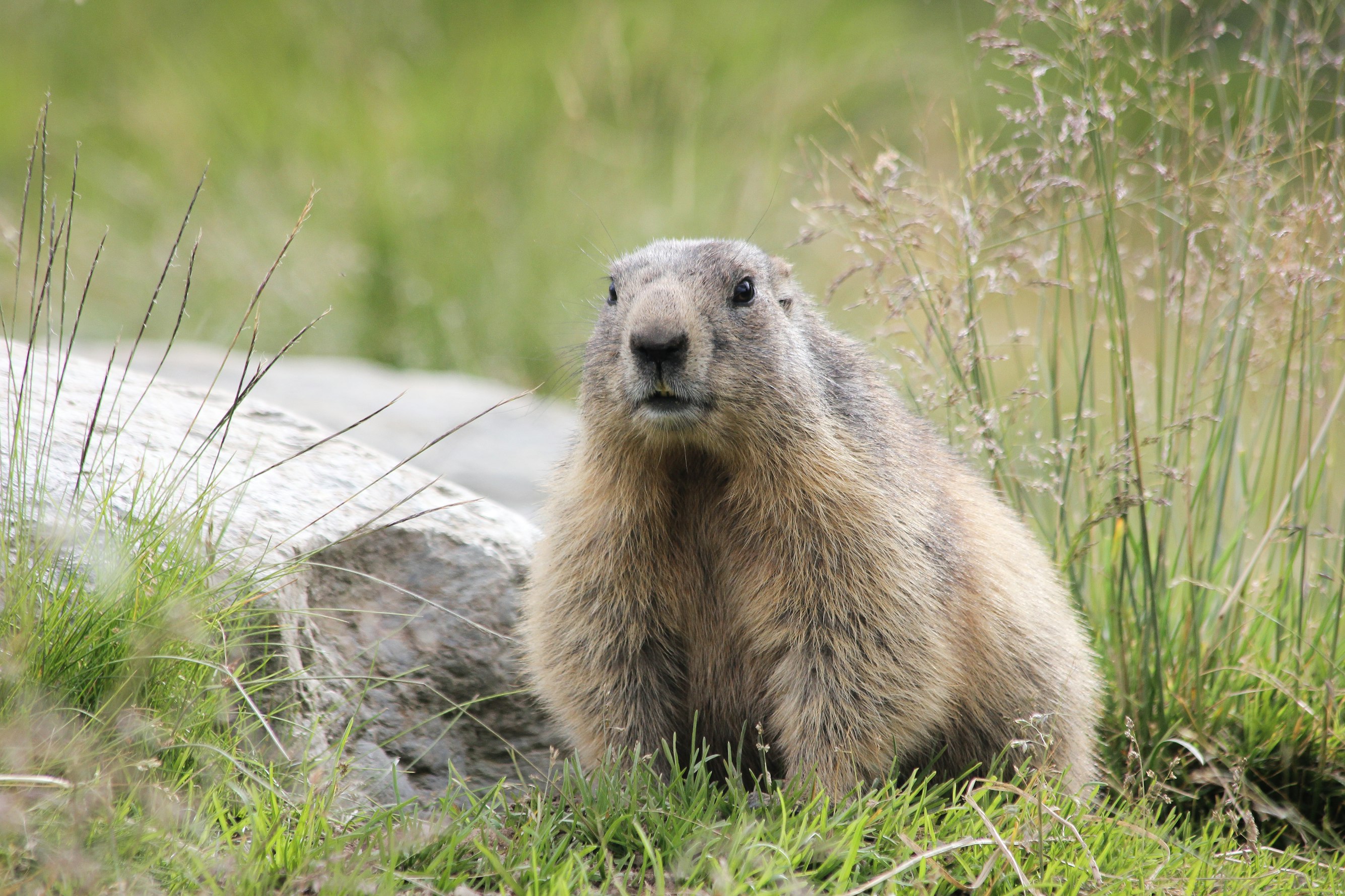 Secrets of Marmot Hibernation