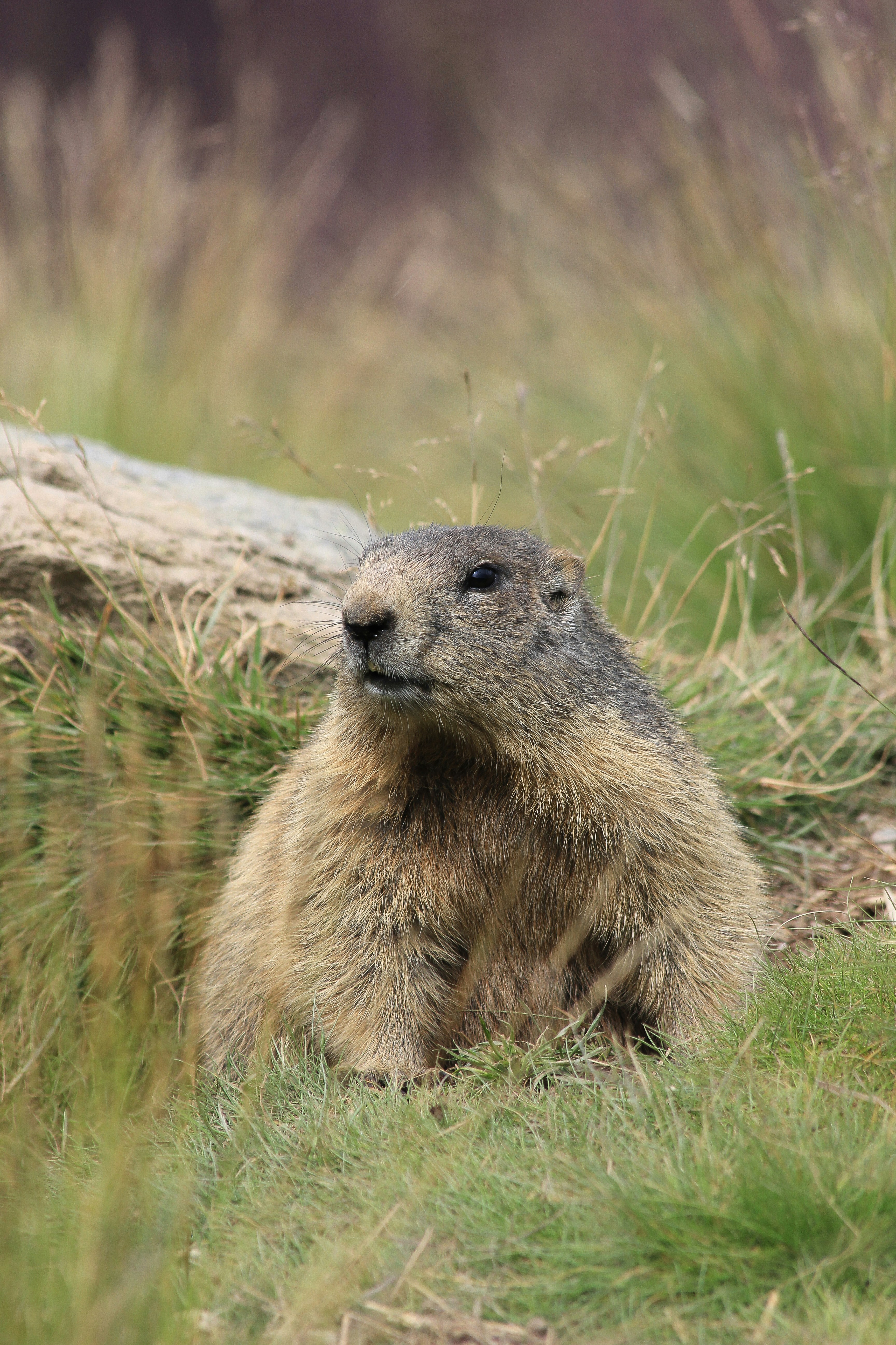 selective focus photography of Prarie dog