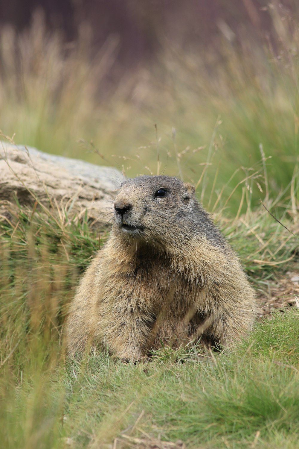 selective focus photography of Prarie dog